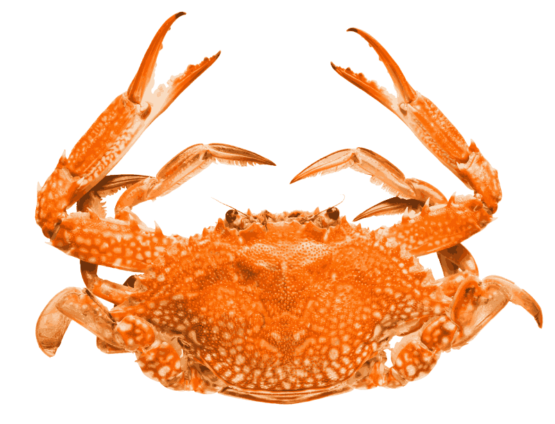 Crab